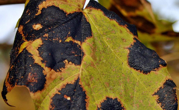 Hazardous tree diseases include anthracnose