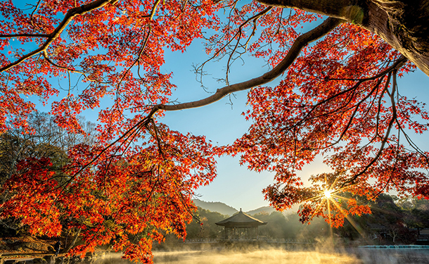 Trees like maple grow beautifully and cast a lot of shade when mature