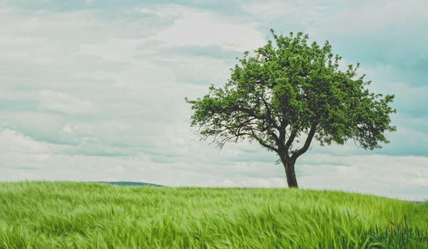 mature tree showcasing full growth and reproductive capabilities