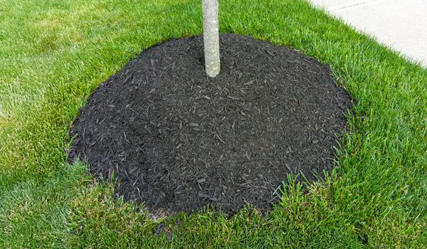mulching around newly planted tree