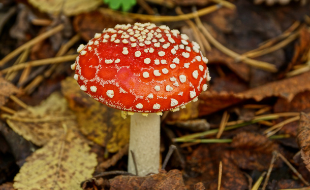 Mushroom indicating healthy and connected root systems