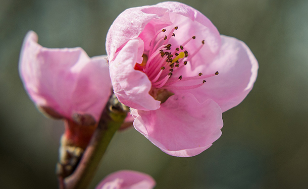 Nectarine blossoms in zone 7