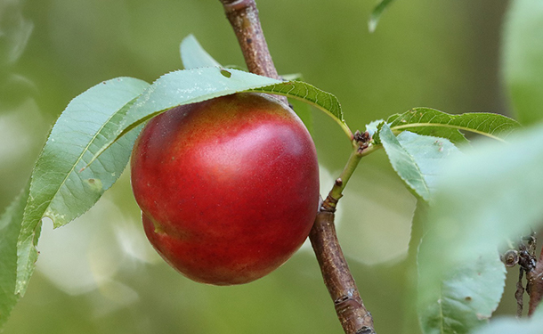 Nectarine is a fruit tree hardy for zone 7