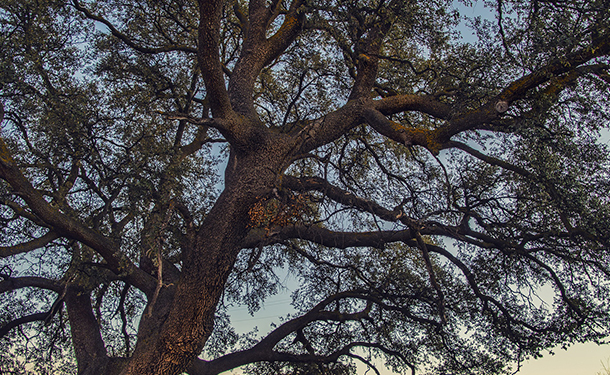 Trees like oak grow beautifully and cast a lot of shade when mature