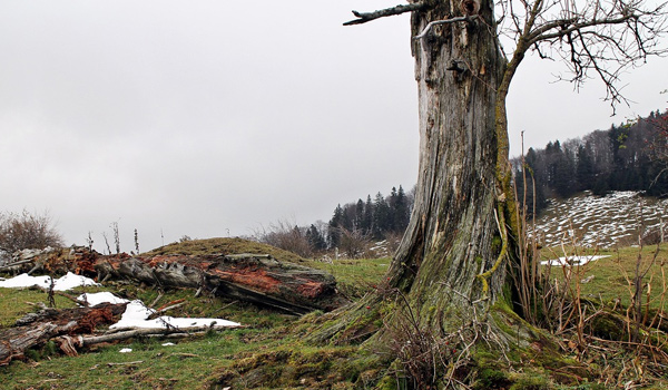 old tree showing signs of decay in its final stage of life