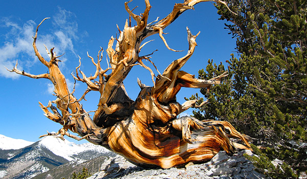 oldest tree ever scientifically verified