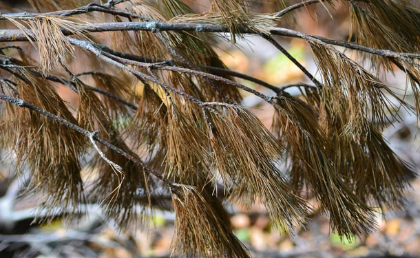 Pine tree dying with chlorosis and browning