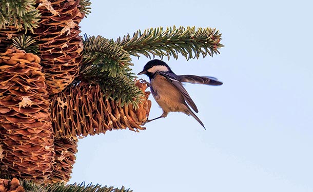 Pine trees reproduce when female cones release seeds to be disbursed