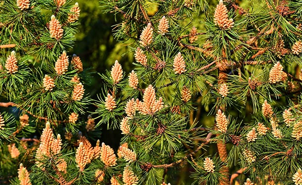 Pine trees reproduce when male cones release pollen from lower branches into the wind