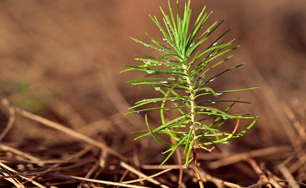 Pine trees reproduce when fertile seeds are disbursed and sprout into saplings