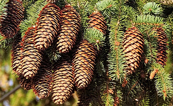Pine trees produce stress crops when the tree is threatened by disease or insect infestation