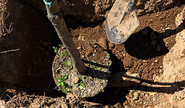 planting an oak tree - shovel in the hole