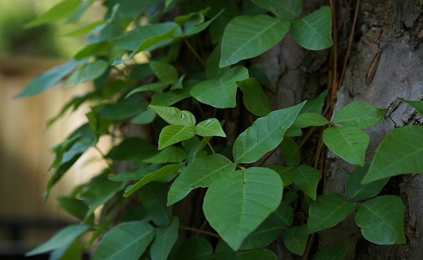 Green Ivy Vine 