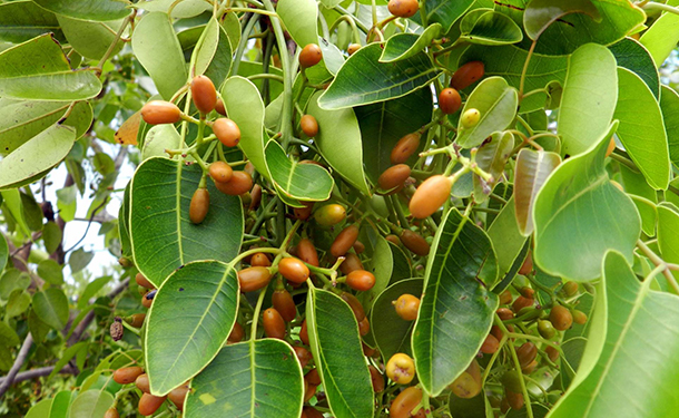 Poisonwood trees are toxic to humans