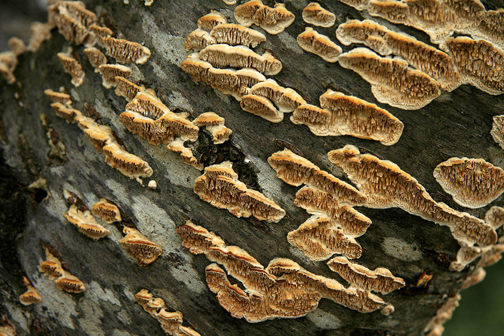 identify tree fungus prevent tree fungus