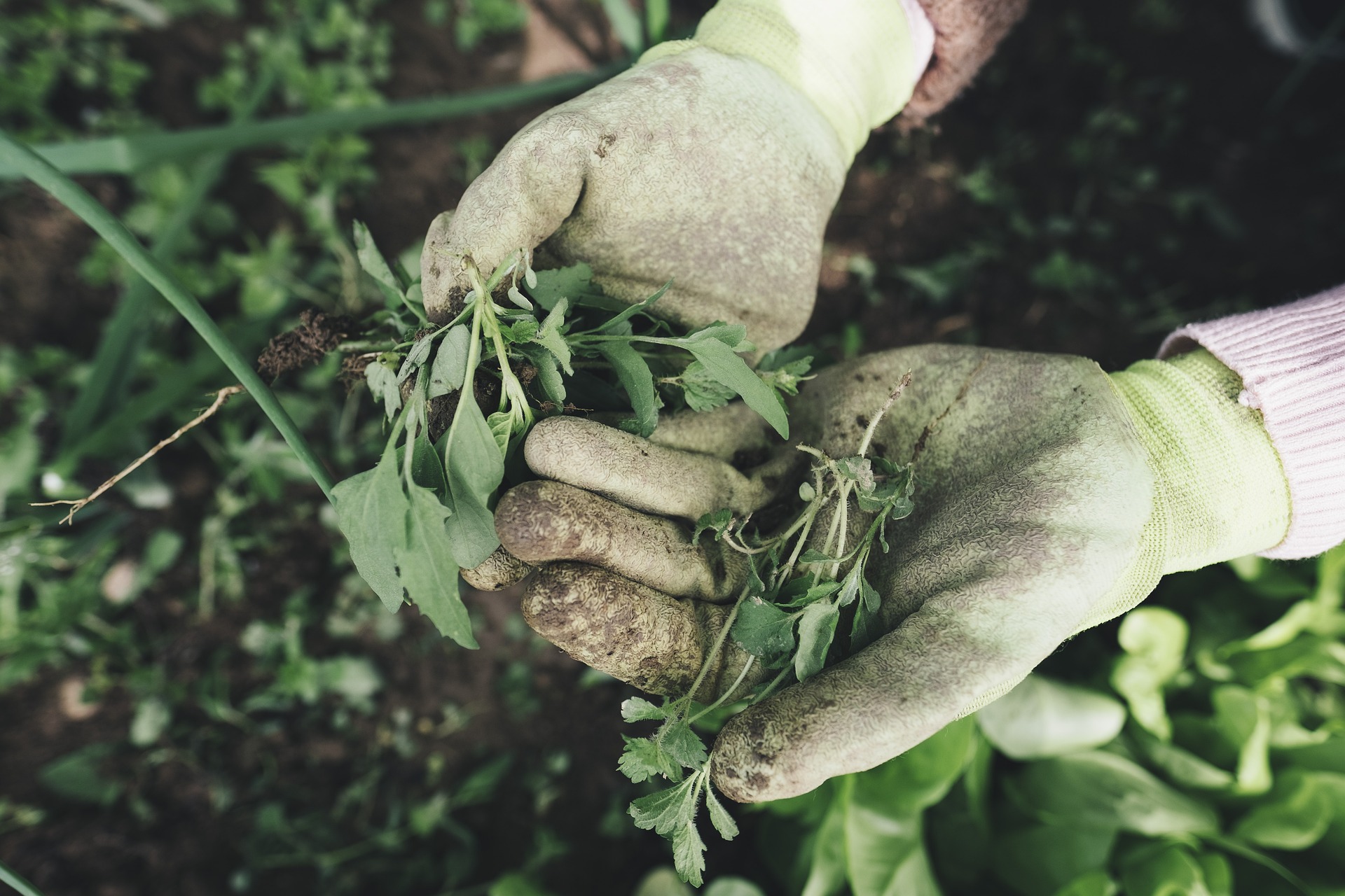 Crucial tree care tips for property owners include fertilizing and pulling weeds