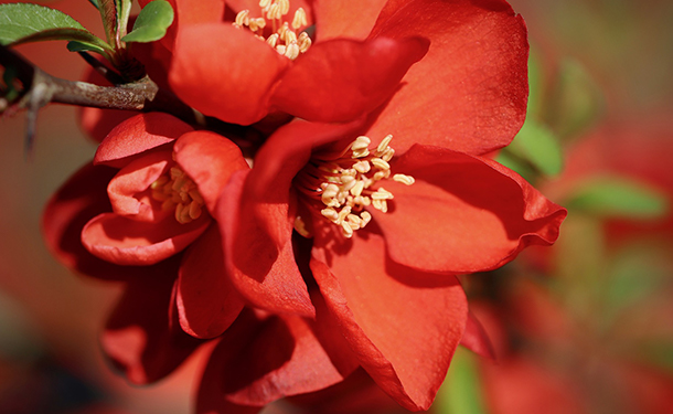 Quince chaenomeles japonica