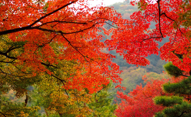 deciduous red maple trees surrounded by evergreens