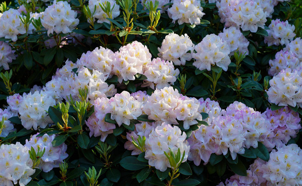 Zone 8 evergreen shrub rhododendron for shade