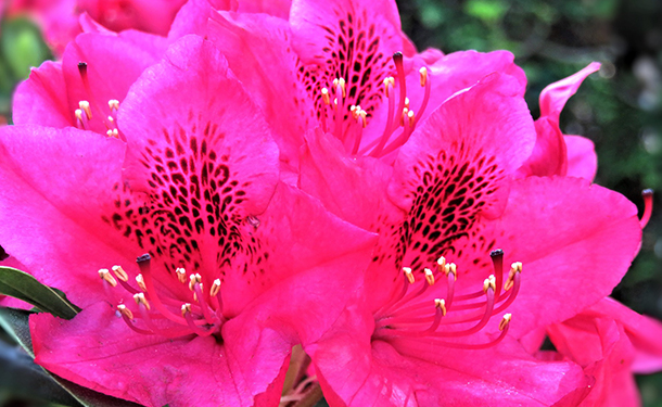 Rhododendron flowering bush