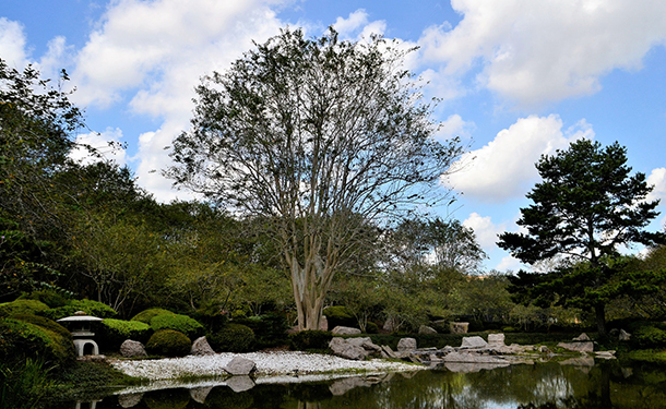 Rock beds around trees can have a clean and weed free look