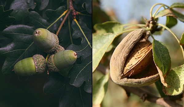 the seed stage in a tree's life cycle