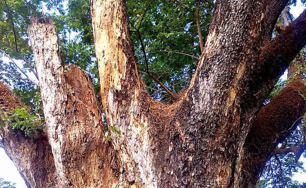 signs of a dead damaged tree that needs removal service