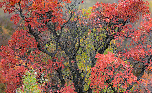 Cotinus coggygria is a flowering tree for your yard or landscape