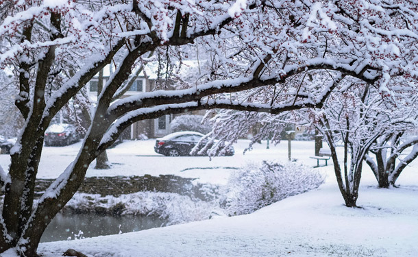 Snow and ice accumulation on deciduous tree branches