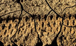 Soil Compaction Solutions – The Tree Care Guide