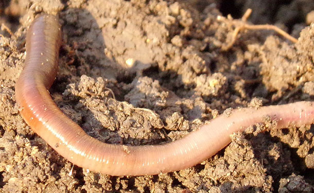 Earthworms help boost the soil organism community and reverse compaction