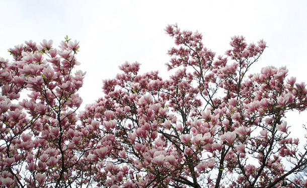 southern magnolia grandiflora