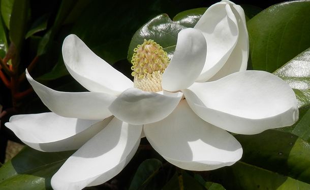 Magnolia grandiflora is a flowering tree for your yard or landscape