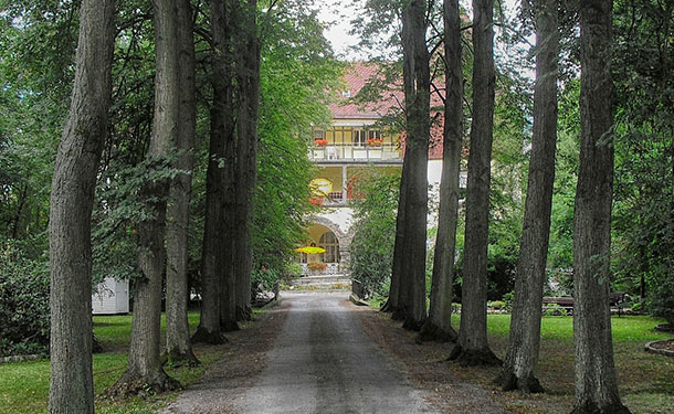 dangerous trees planted near a home