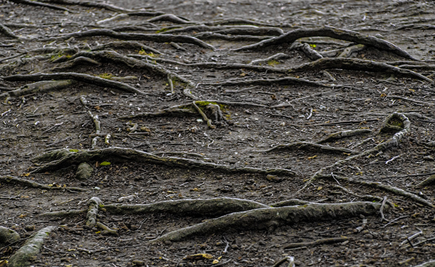 Surface roots are a product of the tree species erosion and poor watering practices