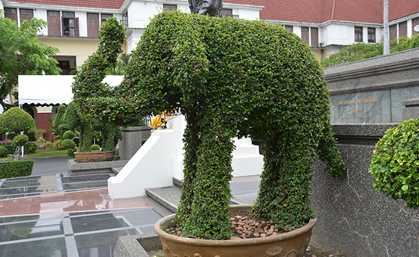 Eugenia topiary can be shaped into geometric forms and animals