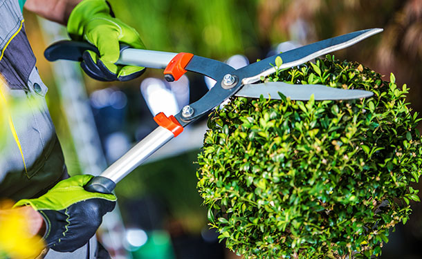 Eugenia topiary requires frequent pruning and care to thrive