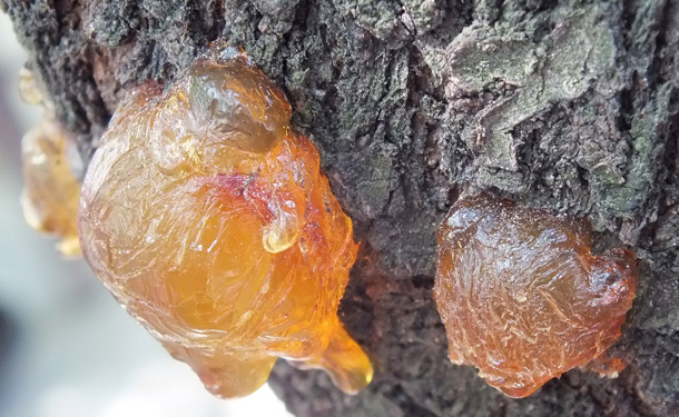 Tree canker disease causing sap to flow from the cambium layer