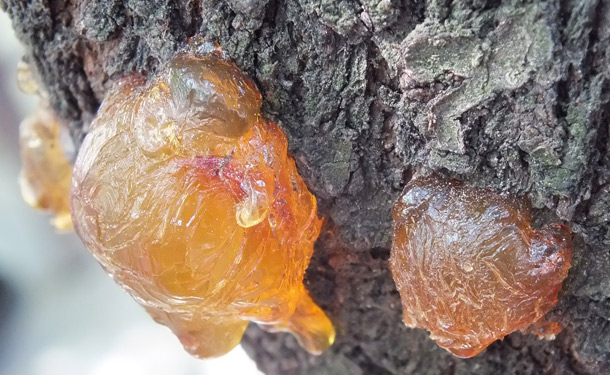 Tree canker disease causing sap to flow from the cambium layer