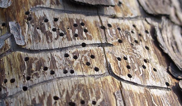 tree with bark damage caused by pests