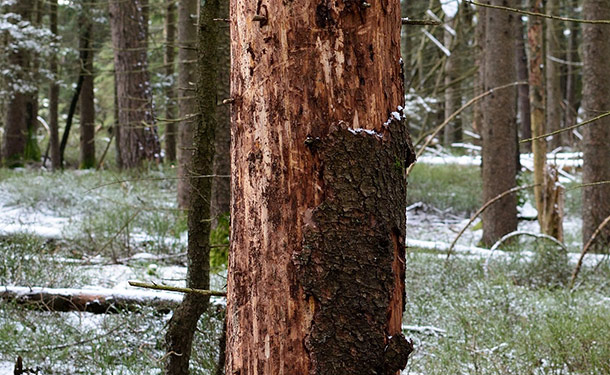 Girdled tree with severe bark damage