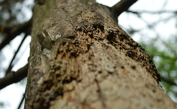 Tree bark damage caused by machinery or storms