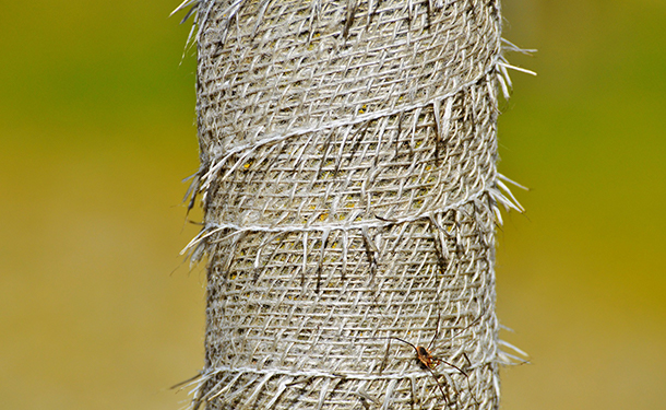 Protective burlap wrap to protect the tree bark