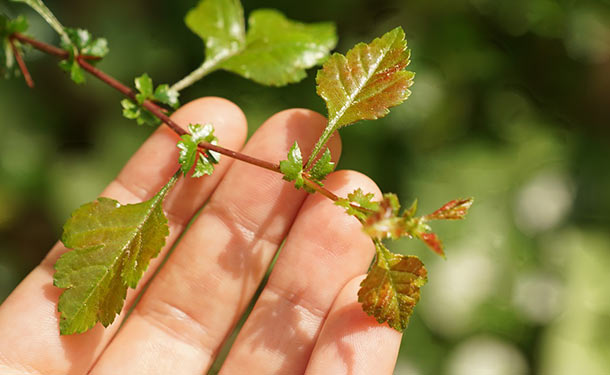 Taking care of a tree helps it thrive and reach its full potential