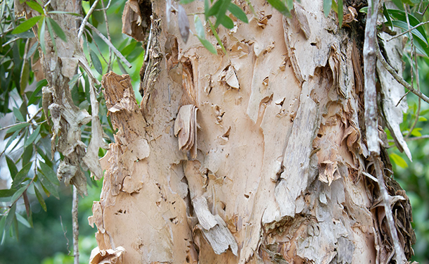 Cork cambium layer exfoliating from the tree