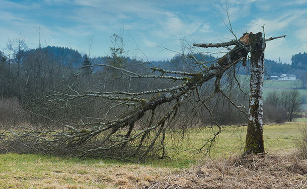 Windsnap caused by severe weather