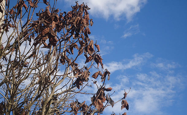 Tree damage from vascular disease causing wilting decline and death