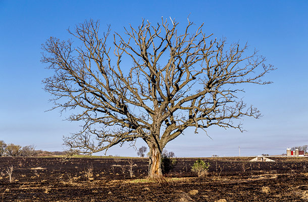 tree drought rain shortage water effect