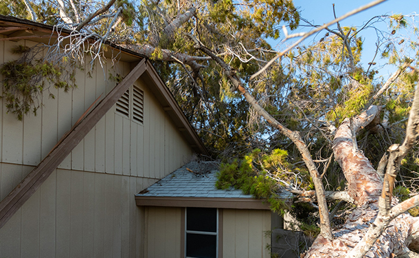 Fallen trees can damage and sometimes destroy a house