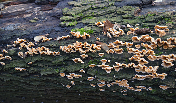 tree fungal disease bark with mushrooms